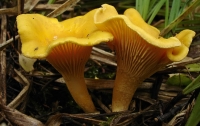 Двое жителей Кировоградщины отравились грибами