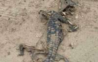 На берегу Азовского моря нашли тушку крокодила