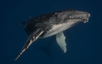 Ученые рассказали о пагубном влиянии активности людей в океане на китов