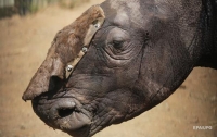 Самку вымирающего вида носорога убили из-за сантиметра рога