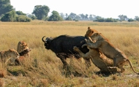 Как охотятся африканские львы (ФОТО)