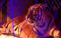Трагедия в цирке: дрессировщика задрал тигр
