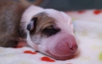 Мир взбудоражило известие о клонировании умершей собаки