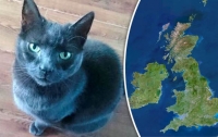 В Британии пропавшую кошку нашли через девять лет