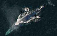 Японское судно столкнулось с китом: есть пострадавшие