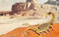 В Египте из-за нашествия скорпионов погибли три человека и 450 пострадали