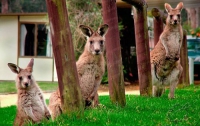 Австралийцам надоели кенгуру. Животных будут отстреливать