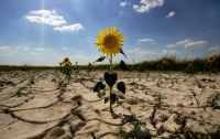 Украинским полям грозит засуха