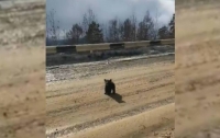 Медвежонок встал на защиту матери от преследовавших водителей (видео)