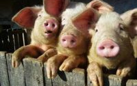 Россия подтвердила запрет на ввоз свинины из ЕС