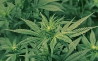 Депутаты хотят легализировать марихуану