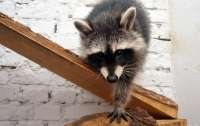 Крушил дом: в Киеве из квартиры спасли брошенного владельцем енота