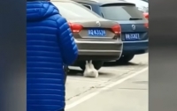 В Поднебесной кот научился качать пресс под бампером автомобиля (ВИДЕО)