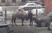 Ничего странного: в Питере на парковке оставили верблюда