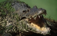 В Днепропетровск завезли крокодилов-гигантов