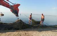 В Одессе море заполонили водоросли