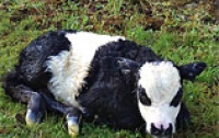 В США фермер скрестил панду и корову (ВИДЕО)
