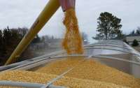 Египет отменил соглашения по поставкам украинского зерна, – Reuters