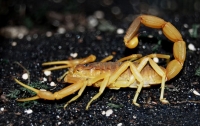 Атаку самого опасного скорпиона в мире сняли на видео