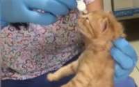 У Туреччині турботлива кішка принесла котенят до ветеринара