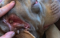 Со вторым ртом в ухе: в США родилась необычная собака (видео)