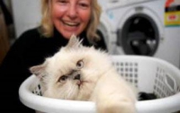 Кошка выжила после стирки в машинке