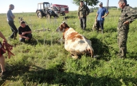 500-килограммовая корова «нырнула» в колодец (ВИДЕО) 