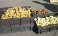 Украинец пытался переместить в РФ сотни птенцов домашней птицы