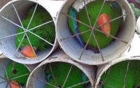 Браконьеры пытались вывезти 125 экзотических птиц в дренажных трубах