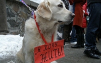 Киевляне винят в смерти бездомных животных столичную власть