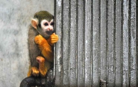 В Китае животные замерзают прямо в зоопарках (ФОТО) 