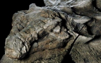 В Канаде нашли нотозавра, которому 110 млн лет