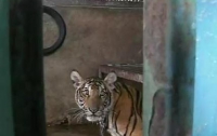 В Таиланде в жилом доме жили шесть тигров (ФОТО)