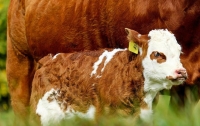 Самый маленький теленок в мире покорил пользователей сети