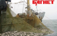 Из 17 видов промысловых рыб в Азовском море осталось всего 3 (ФОТО)