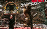День из жизни дрессировщика: погонять по манежу тигров, покормить львенка (ФОТО)