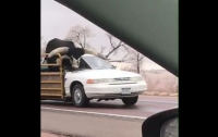 Американец втиснул крупного быка в салон легковушки (видео)