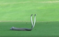 На поле для гольфа подрались ядовитые змеи (видео)