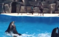 Дельфины танцуют ламбаду. Видео