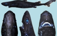 В Тихом океане  биологи нашли акулу-ниндзя
