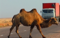 Водитель-наркоман задавил 15 верблюдов, приняв их за «злых духов»
