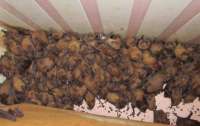 Жильцы нашли в квартире почти 2000 летучих мышей