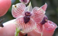Ботаники нашли дьявольскую орхидею