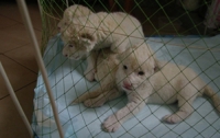 В крымских зоопарках родились редкие белые львята (ФОТО)