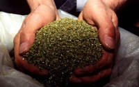 На Кировоградщине задержали мужчину со 100 кг марихуаны