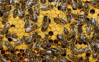 В Луцке мужчина поселил тысячи пчелок на крыше высотки (ВИДЕО)