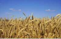 Украина готова регулярно вывозить зерно в Ливан