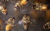 Рой диких пчел напал на кировоградских школьников