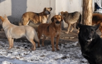 За избиение собаки будут судить киевлянина