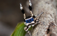 Соблазнителя в маске назвали самым милым пауком планеты